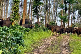 more than 50 bisons found in coffee estate