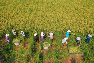 Farmers in China harvest 2-meter high rice plants