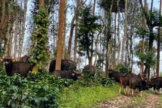 50 Indian Gaurs on the prowl in Chikkamagaluru coffee estate