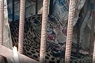 leopard caged