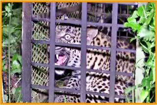 Leopard caged at Naharkatia