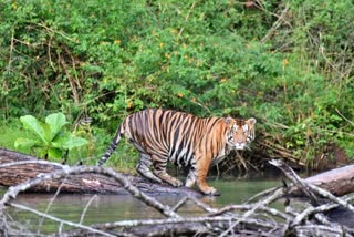 tiger-found-in-mutthodi-forest