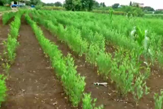 ವಿಜಯಪುರದಲ್ಲಿ ತೊಗರಿ ಬೆಳೆಗೆ ಗುಡ್ಡೆ, ನೆಟ್ಟಿ ರೋಗ