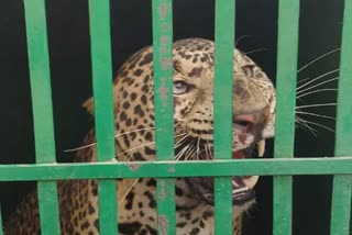 पिंजरे में कैद हुए खूंखार तेंदुआ