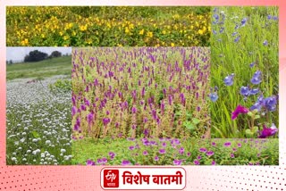 Kaas plateau