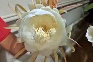 तमिलनाडु में खिल रहा है ब्रह्मा कमल का फूल