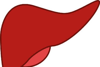 Liver