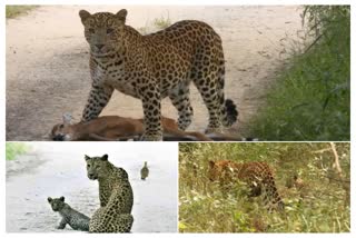 Jhalana leopard Reserve Jaipur, Jaipur news