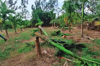 areca-trees-are-destroyed-at-hunasuru