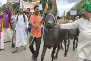 ಧಾರವಾಡದಲ್ಲಿ ಪ್ರತಿಭಟನೆಗೆ ಇಳಿದ ಎಮ್ಮೆಗಳು