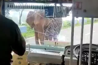 Wild elephant charges at bus in Karnataka-Tamil Nadu border