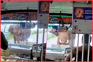 wild elephant attacks bus at karnataka tamil nadu border