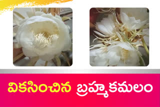 brahma kamal uses