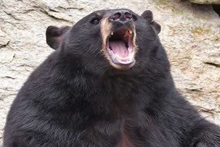 bear attack