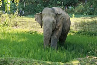 injured-wild-elephant-rescued-in-rajagaon-of-nagaon