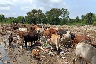 Municipal Corporation is making garbage dump at Chhath Ghat