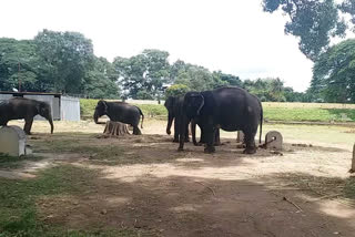 ಭಿಕ್ಷೆ ಬೇಡಿಯಾದರೂ ಅರಮನೆ ಆನೆಗಳನ್ನ ಉಳುಸುತ್ತೇವೆ