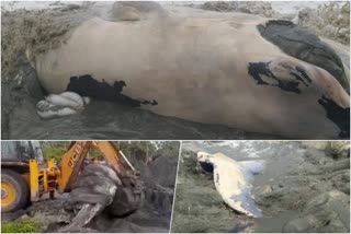 ആലപ്പുഴ പെരുമ്പള്ളി തീരം  Alappuzha Perumpally Coast  തിമിംഗലം  Alappuzha Perumpally  body of a huge whale  കേരള പൊലീസ്  shores of Alappuzha