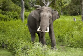 use of scary words in media for elephants