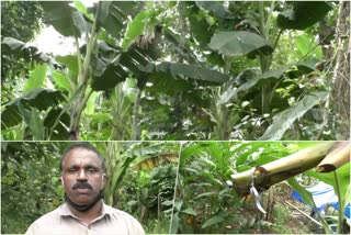 ഇടുക്കി കരുണാപുരം  വാഴക്കുലകൾ  വാഴക്കുല മോഷണം  bananas were stolen  Idukki Karunapuram  Idukki  Karunapuram  കമ്പംമെട്ട് പൊലീസ്  Kampammet Police