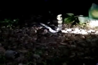 ராஜநாகம்  வனப்பகுதி  கோயம்புத்தூரில் பிடிபட்ட ராஜநாகம்  சின்னாம்பதி பழங்குடியின கிராமம்  பாம்பு  கோயம்புத்தூர் செய்திகள்  King cobra  King cobra rescue  snake  King cobra rescue in coimbatore  forest area  coimbatore news  coimbatore latest news