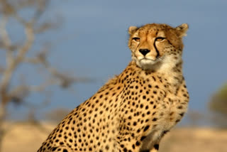 PMO objects team members to bring Cheetah from South Africa