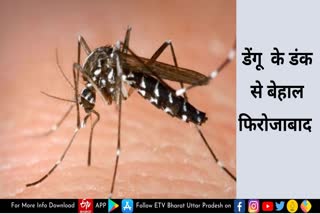 फिरोजाबाद में डेंगू मरीजों की संख्या जान चौंक जाएंगे आप