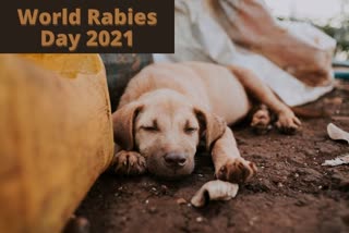 world rabies day, rabies day, world rabies day 2021, dog diseases, diseases from dogs, rabies from dogs, what is rabies, can i have rabies with any dog bite, what are the symptoms of rabies, can i die from rabies, who can die from rabies, is there cure for rabies, what is the treatment for rabies, can a dog die from rabies, dog bites, dogs, pet, is there a vaccination for rabies, rabies vaccination, rabies treatment