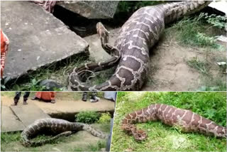 Python swallows dog, rescued from Kerala's Thrissur