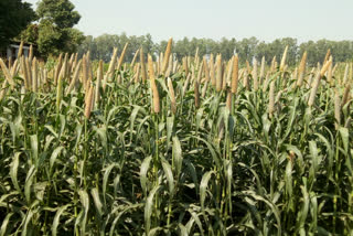 Bajra crop included in Bhavantar Bharpayee Yojana in haryana