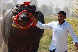 male buffalo sultan death