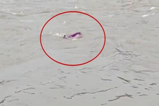 young man was swept away in flood of Hiwara river in Pachora, jalgaon