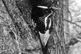 ivory-billed woodpecker extinct