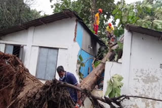 house collapsed due to falling tree