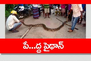 12-foot python Karnataka