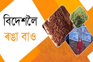 Majuli red bao rice exportis to the world market