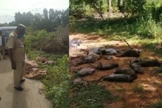 16 Monkeys poisoned  16 Monkeys poisoned killed and thrown on the road  വിഷം നൽകി കൊന്ന ശേഷം കുരങ്ങുകളെ റോഡിൽ ഉപേക്ഷിച്ചു  കോളർ കുരങ്ങുകളെ റോഡിൽ ഉപേക്ഷിച്ചു  കുരങ്ങുകളെ റോഡിൽ ഉപേക്ഷിച്ചു  കുരങ്ങുകൾക്ക് വിഷം നൽകി  കുരങ്ങുകളിൽ വിഷത്തിന്‍റെ സാന്നിധ്യം  വിഷത്തിന്‍റെ സാന്നിധ്യം  വിഷം  poison  poison found on monkeys  കുരങ്ങുകളുടെ മൃതദേഹം ഉപേക്ഷിച്ച നിലയിൽ കണ്ടെത്തി  കുരങ്ങുകളുടെ മൃതദേഹം  മധരഹള്ളി  monkey  monkey news  കുരങ്ങ്  കുരങ്ങ് വാർത്ത  കോളർ കുരങ്ങ്  കർണാടക  കർണാടക കുരങ്ങ്