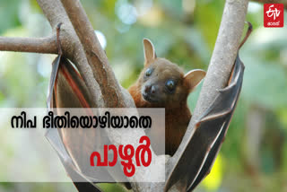 Nipah virus  Pazhur  pazhur  Nipah  നിപാ വൈറസ്  നിപാ വൈറസ് സാന്നിധ്യം  പാഴൂര്‍ ഗ്രാമം  നിപ നിയന്ത്രണങ്ങള്‍