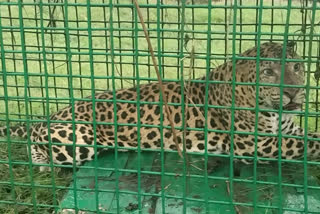 Leopard caged at Dikom