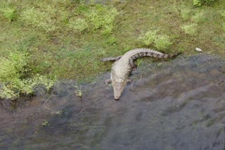 Dungarpur news, crocodile