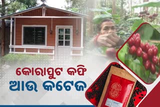 ପର୍ଯ୍ୟଟକଙ୍କ ଟାଣୁଛି କୋରାପୁଟ କଫି ବଗିଚା