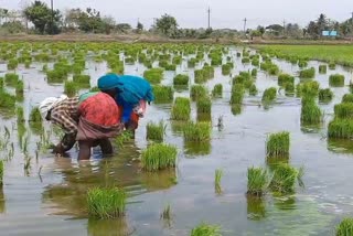 குறுவை காப்பிட்டு தொகை, விவசாயிகள் குற்றச்சாட்டு, farmers complaint about crop insurance, விவசாயிகள் வேண்டுகோள், பயிர்க் காப்பீட்டுத் தொகை