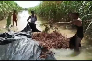 जोराच्या पावसामुळे पिकांचे नुकसान, इसापूर धरणातून पाणी सोडल्याने शेतकरी चिंतेत