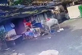 CCTV Video : कोल्हापुरात मोकाट गायीचा महिलेवर हल्ला