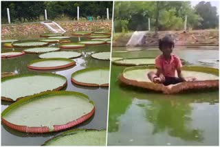 giant water lily