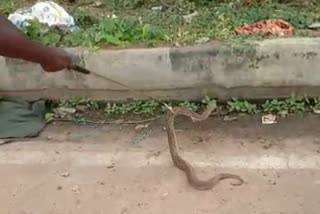daboia-snake-protection-in-tumkur