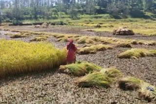 Rain and hailstorm increased problems