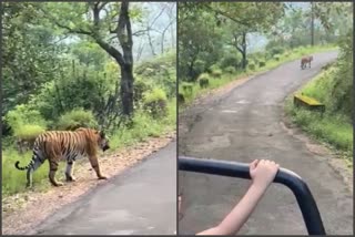 tiger in pachmadhi