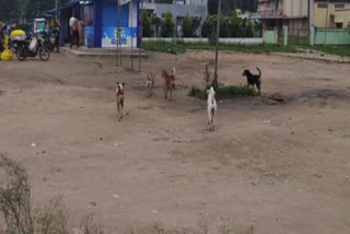 Street dog problem in Srirangapattana