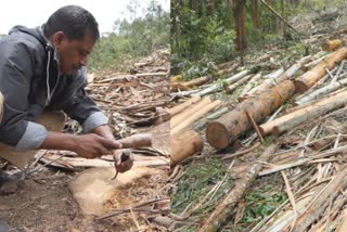 chinnakkanal  chinnakkanal wood looting  Revenue Department  revenue land  wood looting case  റവന്യു ഭൂമി  മരം മുറി  ചിന്നക്കനാൽ മരം മുറി  റവന്യു വകുപ്പ്